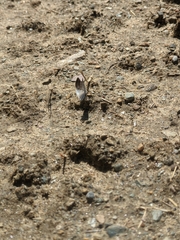 Lomographa semiclarata