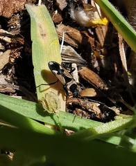 Raglius confusus