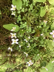 Houstonia caerulea