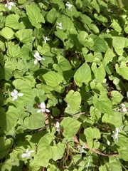 Houstonia caerulea