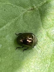 Oomorphoides cupreatus