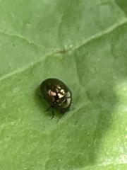 Oomorphoides cupreatus