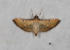 Cnaphalocrocis bilinealis