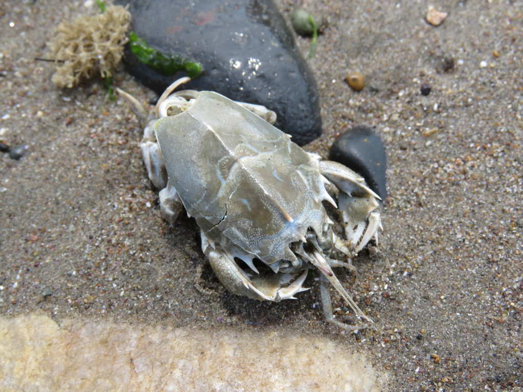 Blepharipoda doelloi