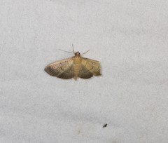 Pramadea lunalis