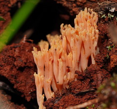 Ramaria anziana