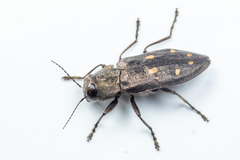 Phaenops