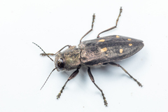 Phaenops