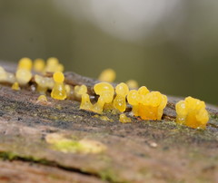Calocera australis