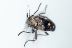 Phaenops