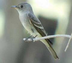 Contopus sordidulus