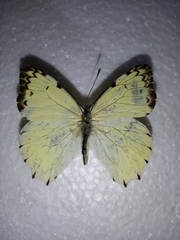 Hesperocharis