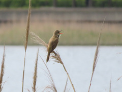 Acrocephalus orientalis