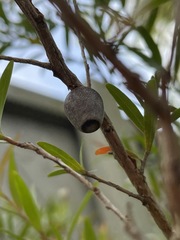 Doratifera vulnerans