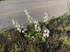 Penstemon tenuiflorus