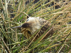 Botaurus lentiginosus image