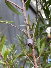 Doratifera vulnerans