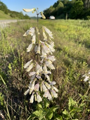 Penstemon tenuiflorus