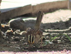 Zonotrichia albicollis