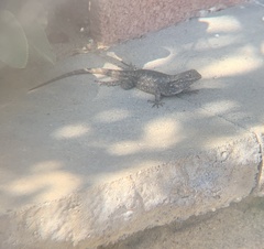 Sceloporus occidentalis