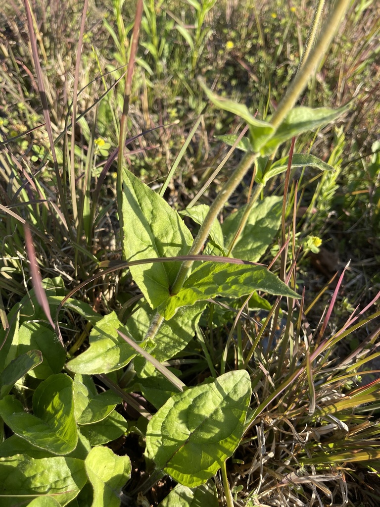 Eastern whiteflower beardtongue