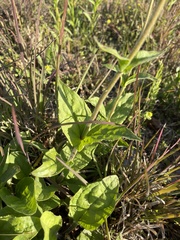 Penstemon tenuiflorus