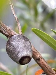 Doratifera vulnerans