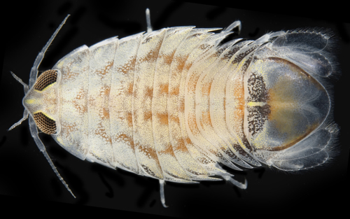 Representative image of Aegidae