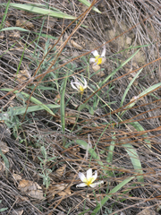Tulipa patens