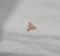 Taurometopa phoenicozona