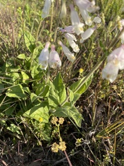 Penstemon tenuiflorus