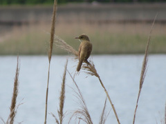 Acrocephalus orientalis