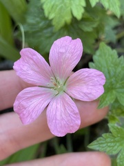 Geranium × oxonianum