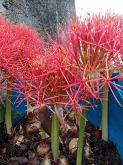 Scadoxus multiflorus