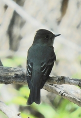 Contopus sordidulus