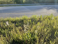 Penstemon tenuiflorus