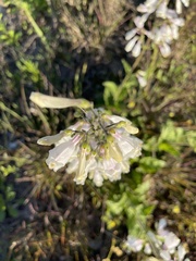 Penstemon tenuiflorus