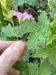 Geranium × oxonianum