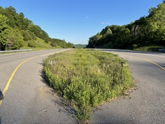 Penstemon tenuiflorus