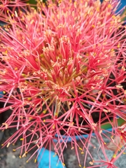 Scadoxus multiflorus