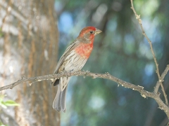 Haemorhous mexicanus