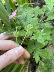 Geranium × oxonianum