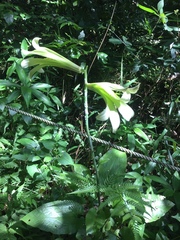 Cardiocrinum cordatum