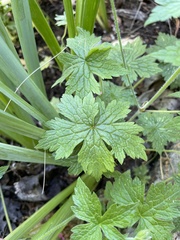 Geranium × oxonianum