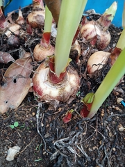 Scadoxus multiflorus
