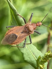 Cutocoris russatus