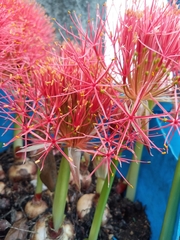 Scadoxus multiflorus