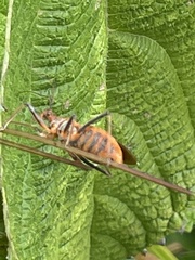 Cutocoris russatus