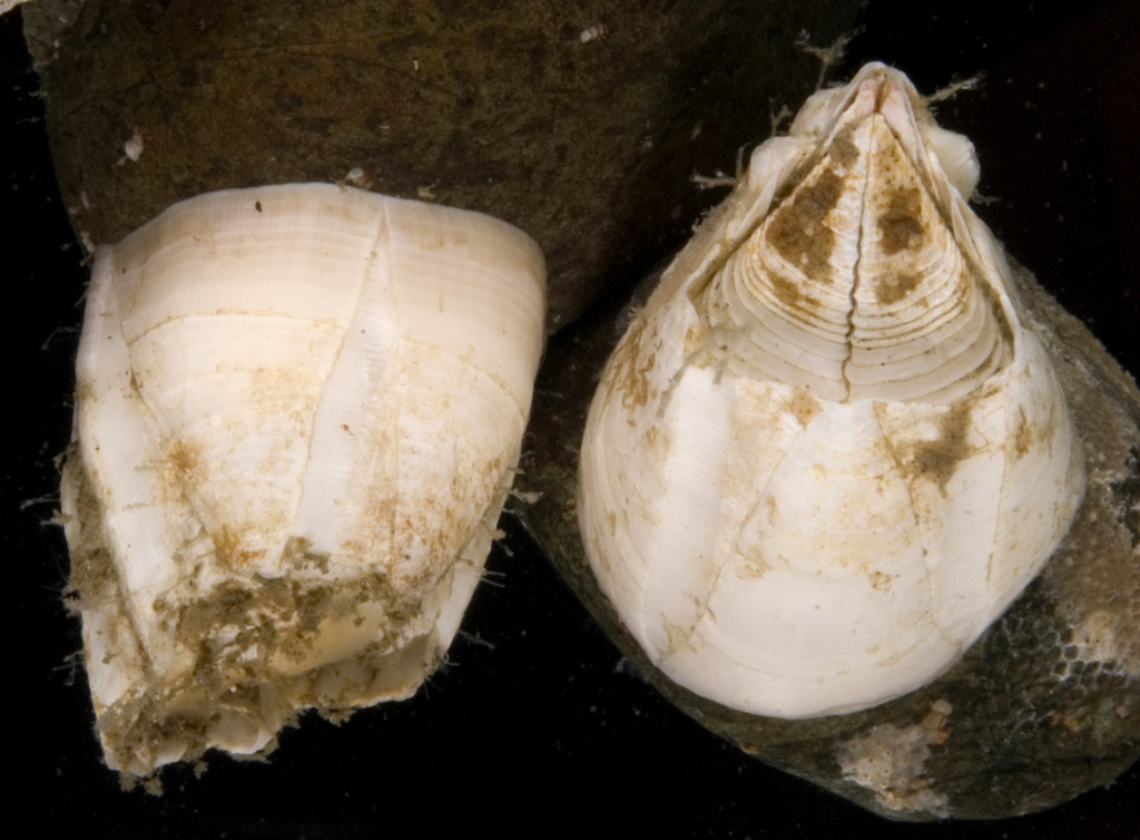 Rostrate Barnacle