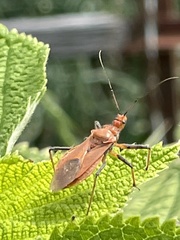 Cutocoris russatus